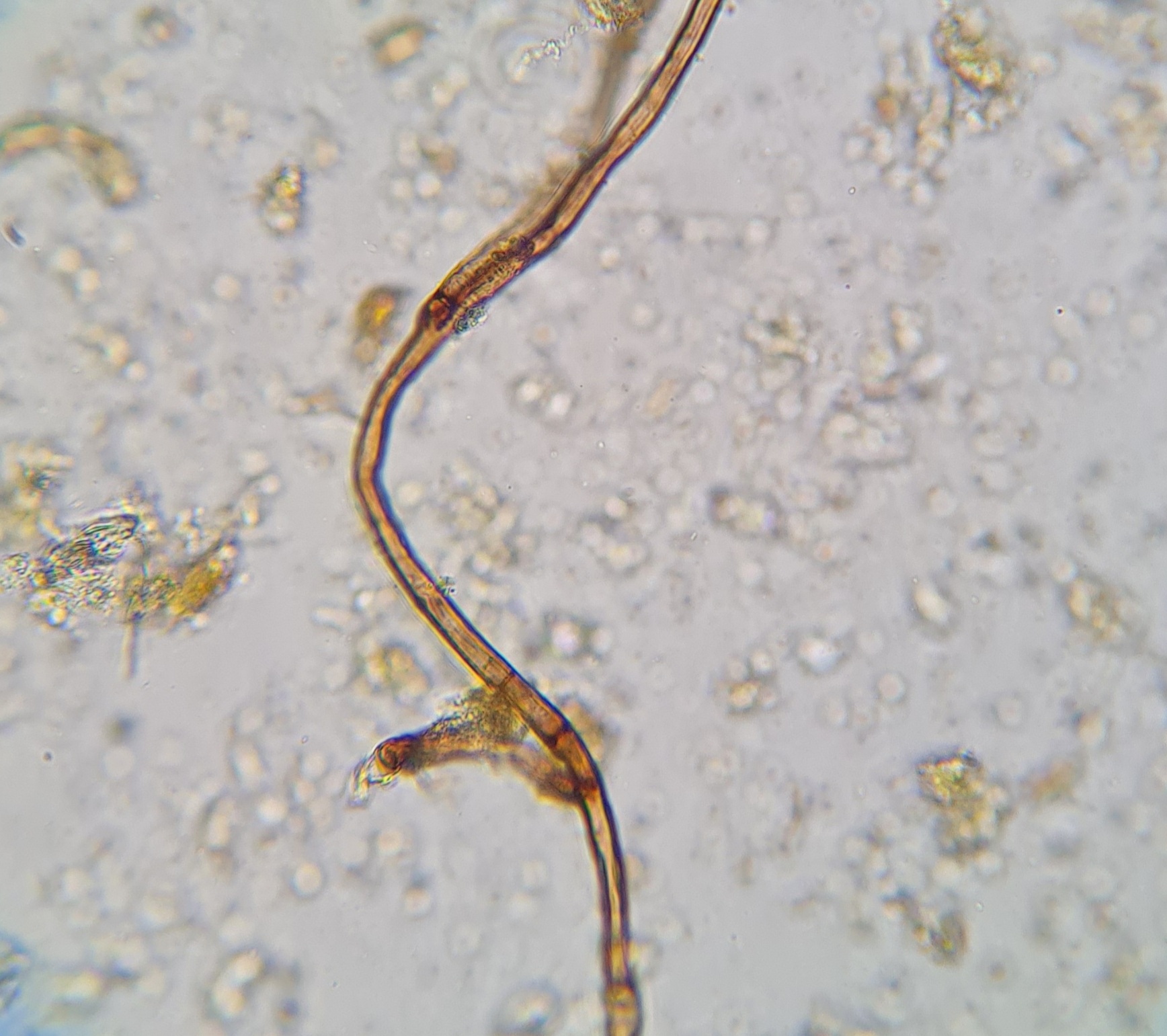 Beneficial fungi Image