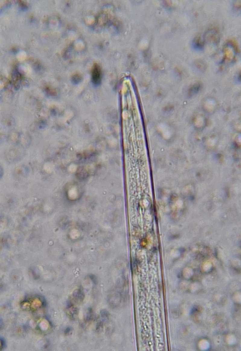 Bacteria feeding nematode Image